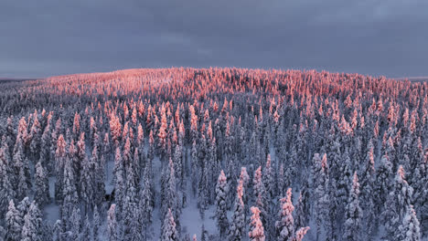 drone flying over untouched woodlands covered in snow, winter sunset in lapland