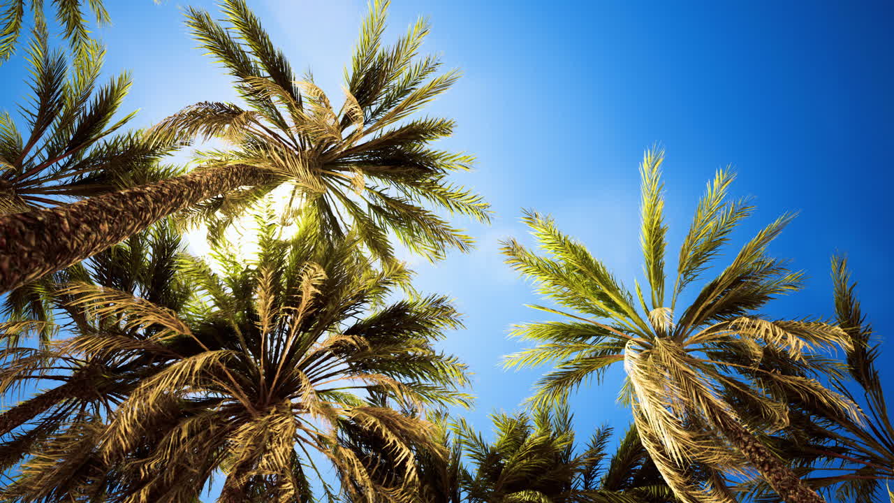 Tall palm trees reach for a bright blue sky in a tropical paradise