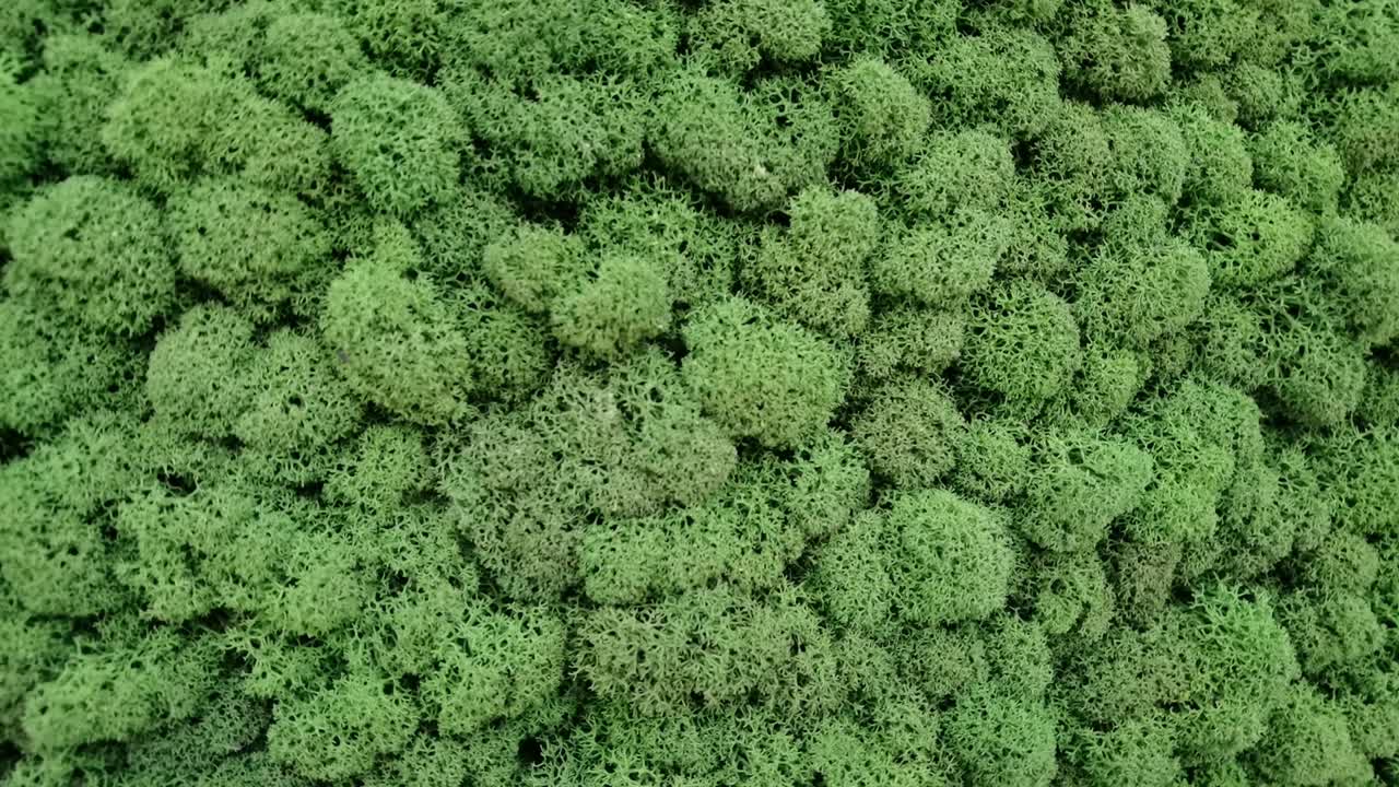 зеленое медленное видео. лесная сухая трава. деталь дизайна интерьера