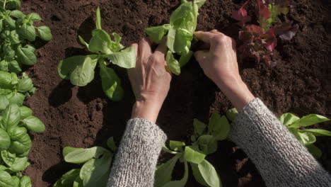 plantar plántulas de hortalizas en agricultura de cultivo orgánico