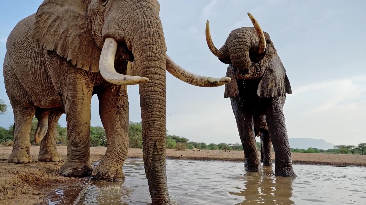 Ağır Çekim Filler Yakın Çekim İçerken, Büyük Erkek Fil Boğaları Su Sıçratırken, Büyük Fildişlerinin Alçak Açısı, Kenya'da Afrika Vahşi Yaşam Hayvanları Safarisinde bir su birikintisinde Süper Fildişliler.