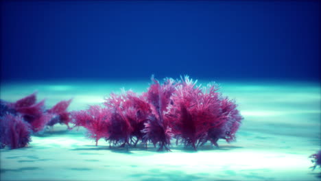 purple and pink soft corals and red sponges