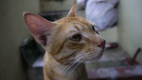 indian billi breed also known as indian common cat