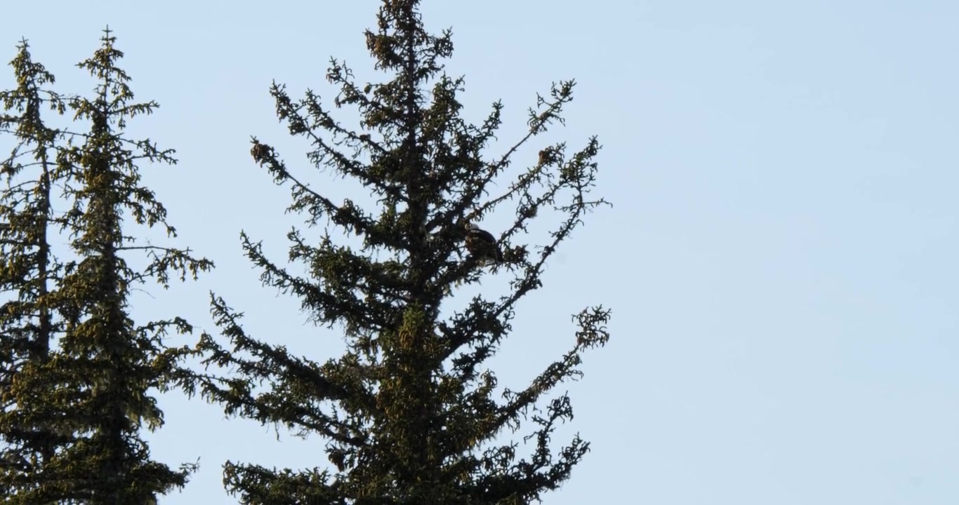 Adult Bald eagle sitting on a pine branch in a sunny summer day, Alaska.