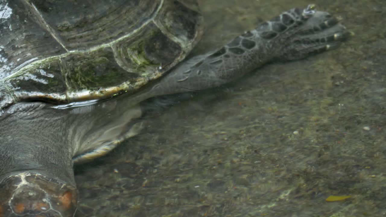 Close-up of a yellow-spotted river turtle 