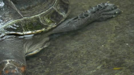 primer plano de una tortuga de río con manchas amarillas