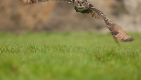 eagle owl in a field