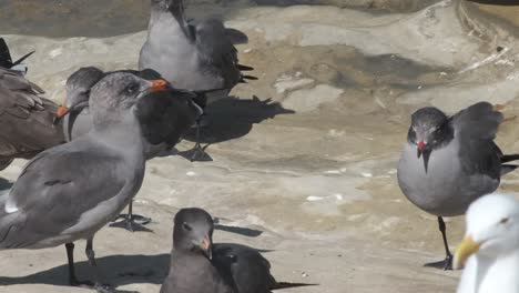 Heermann's-gull-a-flock-of-seabirds-on-a-rocky-shores-close-up-shot-in-California-USA