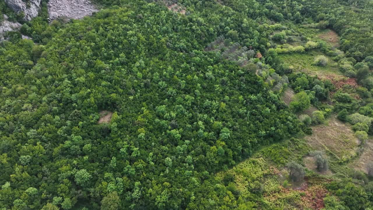 revelar toma de montañas llenas de bosques y vegetación