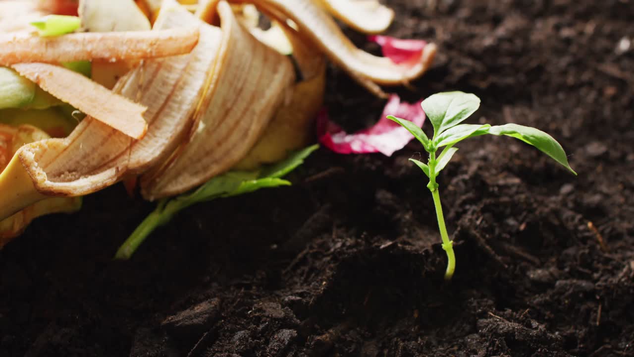 Video di scarti organici di frutta e verdura per il compostaggio e una piantina in terriccio scuro, con spazio per il testo.