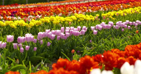 Tulipanes-En-El-Campo-De-Agruiculture-Holanda-25