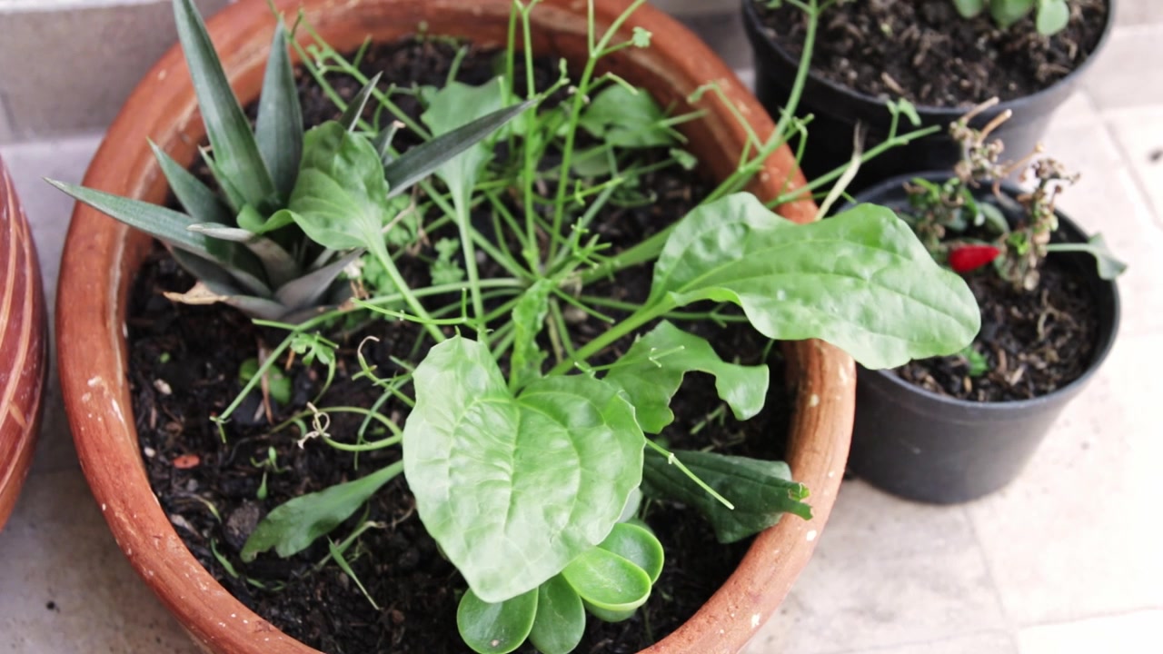 Pianta verde che ondeggia dolcemente al vento.