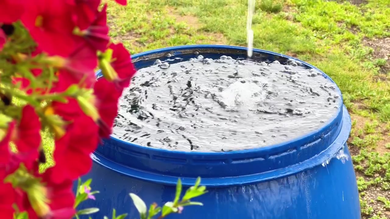 Nahaufnahme von Wasser, das in ein volles blaues Plastikfass neben roten Blumen in einem Garten strömt. Ideal für Werbung zur Regenwassernutzung, umweltfreundliches Leben und Anzeigen für Gartenbewässerung
