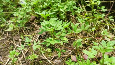 green bushes in the forest