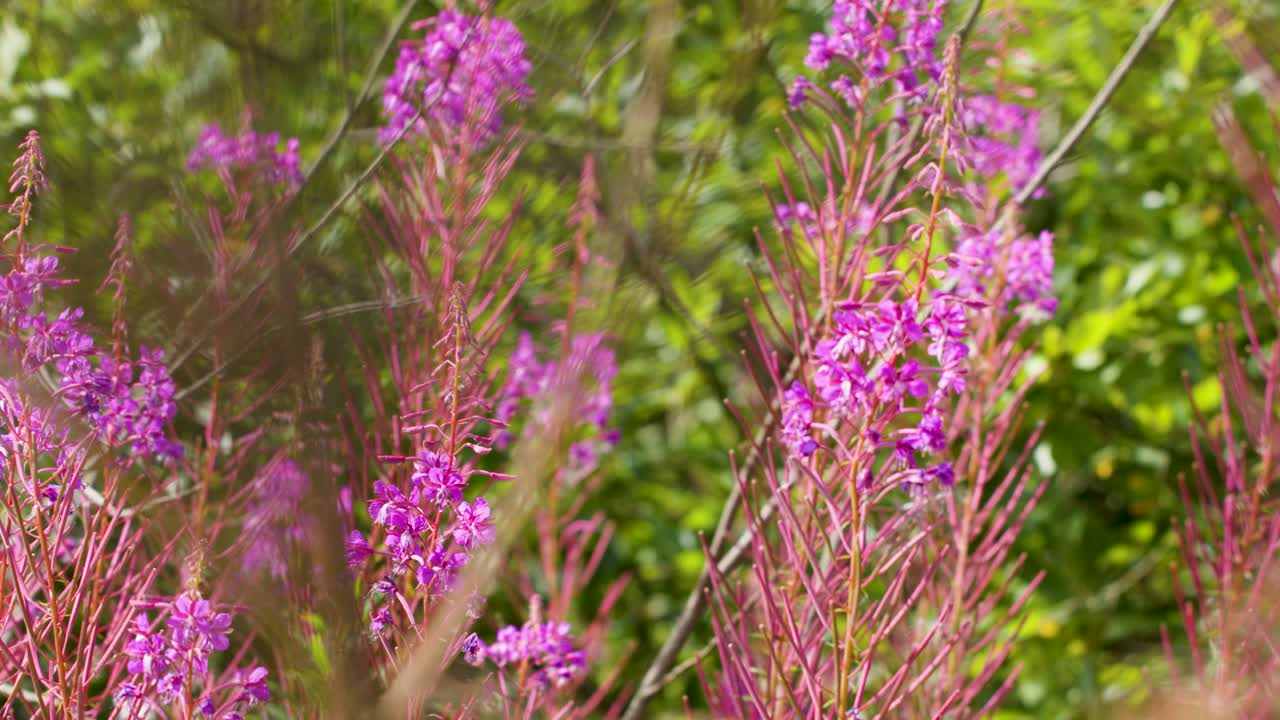Bee moves among vibrant fireweed blossoms, natural daylight, shallow focus, gentle handheld camera motion