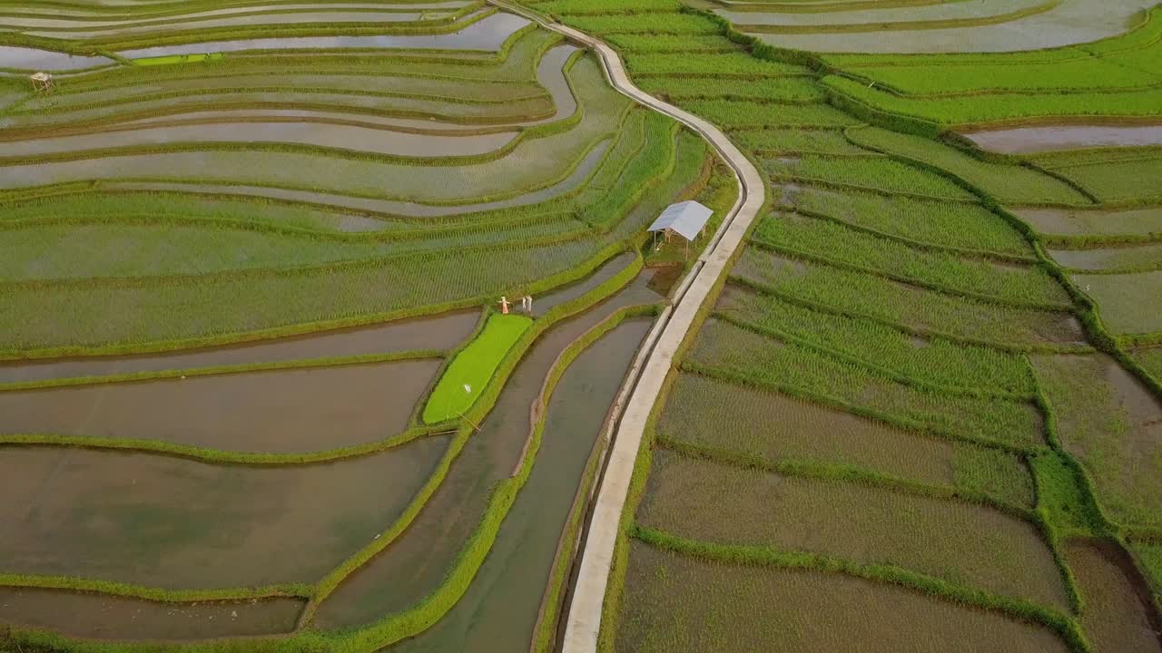el campo de arroz acuoso de tonoboyo en el centro de java, indonesia