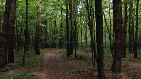 aerial view tracking through dense green forestry during daylight