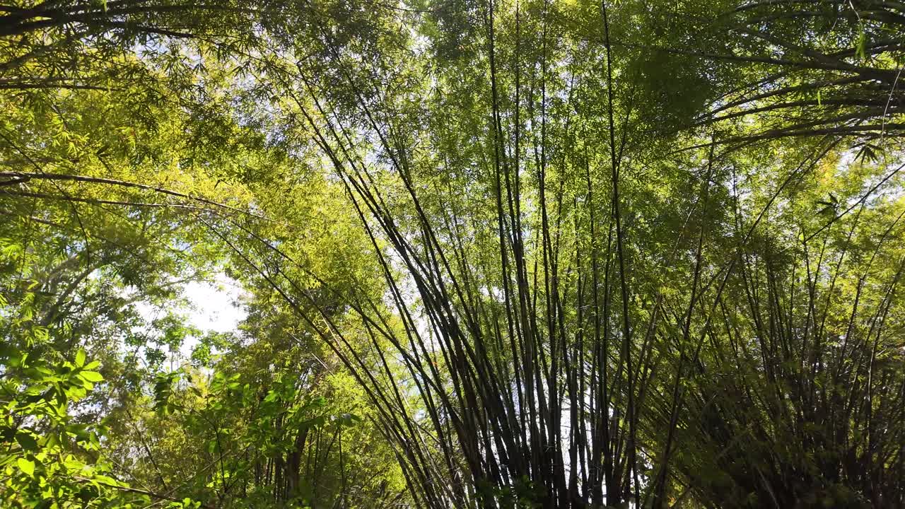 Pan angle view of lush green bamboo forest with sunlight filtering through