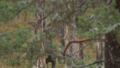 female moose running away in natural park. looking through branches. slow motion