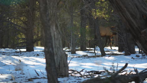 wild elk walking past on snow behind trees at mather campground