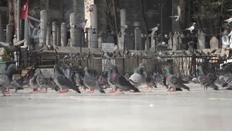 aves y palomas