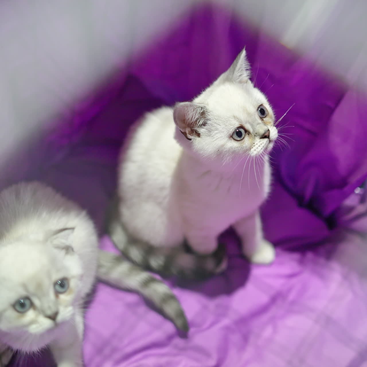 Cute Kittens in a Small Cage. Scottish Fold cat close up