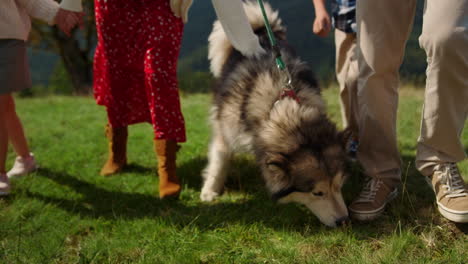 Aktive-Familie,-Die-Im-Sommer-Einen-Husky-Auf-Einem-Grünen-Hügel-Spaziert.-Haustier-An-Der-Leine-Schnüffelt-Gras.