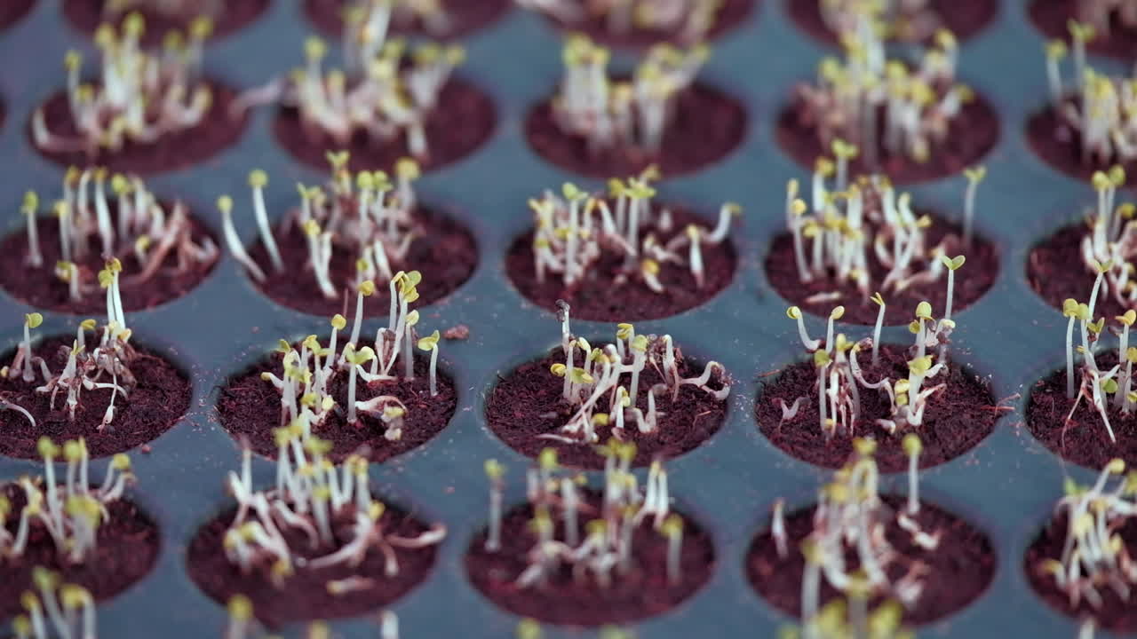 plántulas jóvenes de albahaca que germinan en bandejas de plántulas en invernadero, enfoque de rack