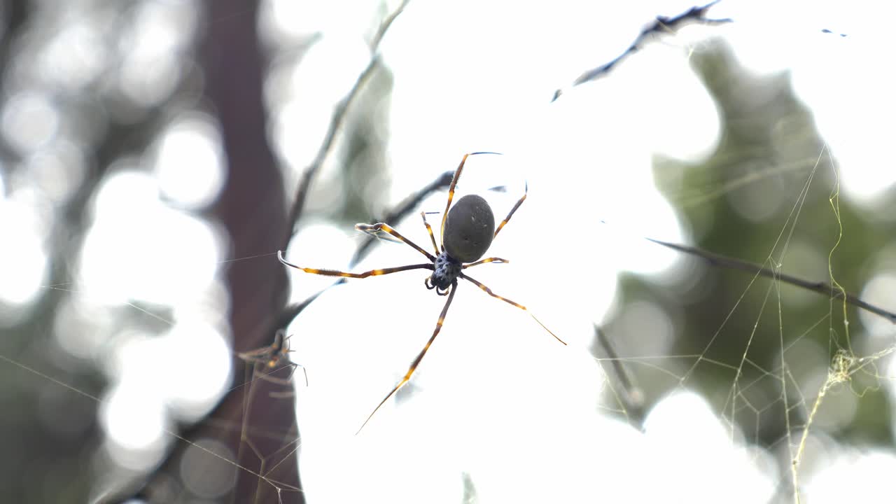 araña tejedora de seda dorada - telaraña - bosque - queensland, australia - enfoque selectivo