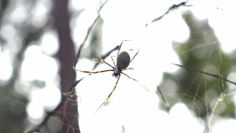 Araña-Tejedora-De-Seda-Dorada---Telaraña---Bosque---Queensland,-Australia---Enfoque-Selectivo