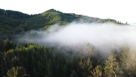 aerial view of fog above coniferous forest in forks city area, olympic national park, washington state usa