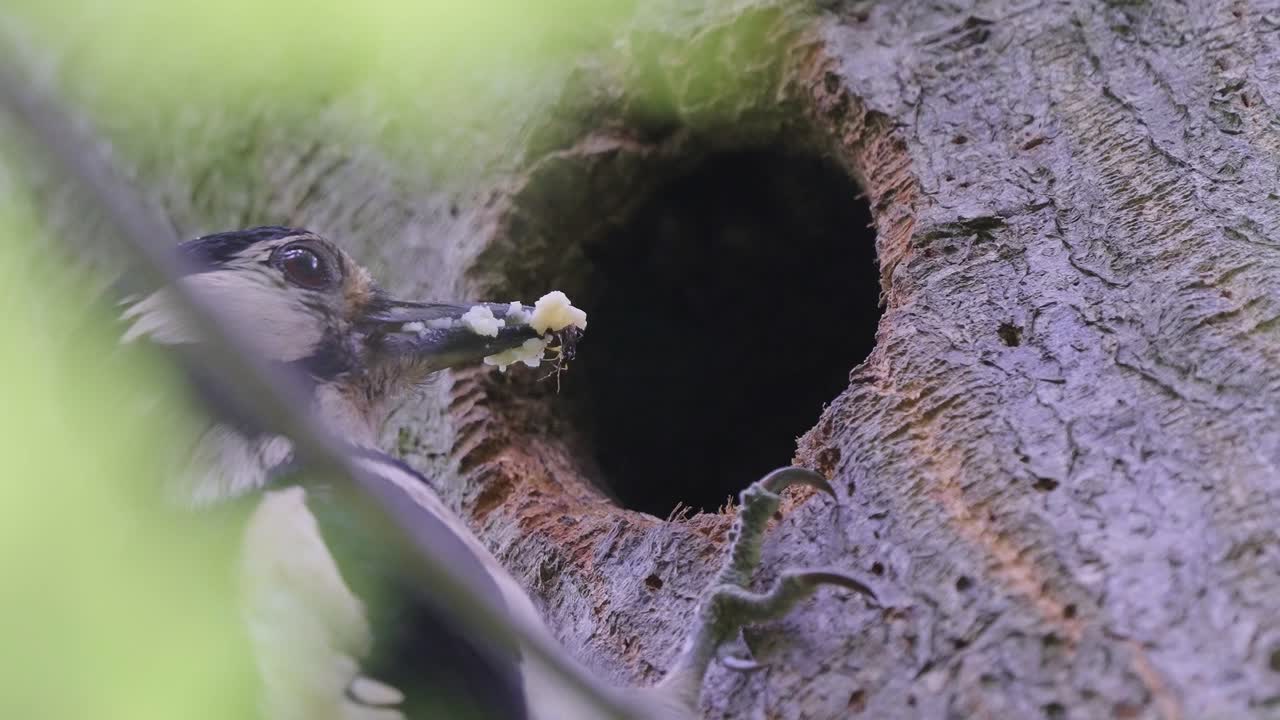 pájaros - el gran pájaro carpintero manchado alimenta a los jóvenes en el agujero del nido en el árbol, de cerca