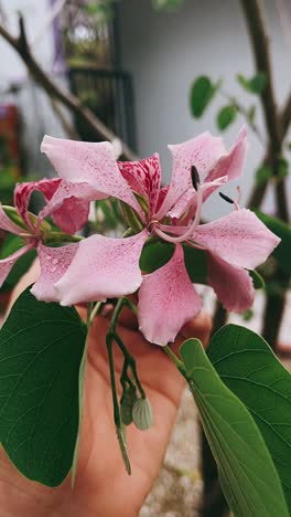 pink flower with water drops