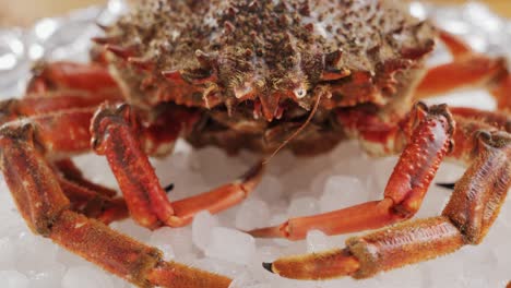 fresh spanish crab on ice