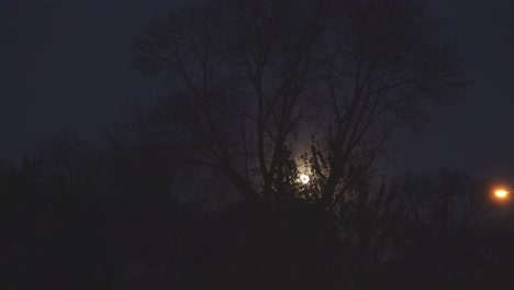 moon shining with a tree in the foreground at night