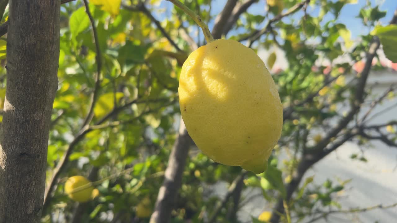 Garden with tree, video capture of lemon fruits hanging from outdoor tree branches with a Mediterranean ambiance, set against the backdrop of a house