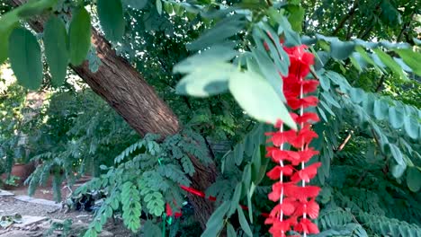 cámara lenta primer plano de un jardín verde