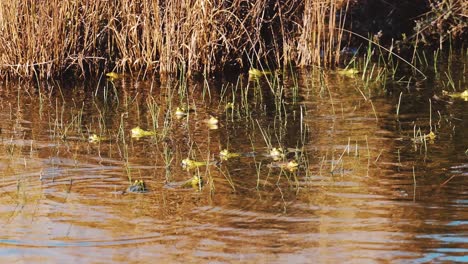 Tagsüber-Schwimmen-Viele-Frösche-Im-Seichten-Wasser