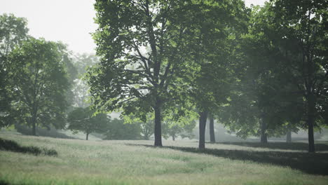 lush green young leaves of maple illuminated by bright sunlight at spring