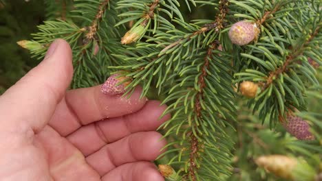 hand of person touch spruce tree pollen, close up view