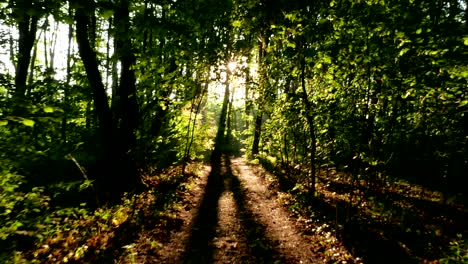 4k .wood with sunshine beams. real time steady shot.