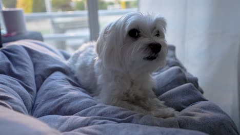 lindo perro maltés acostado en una manta en un sofá observando