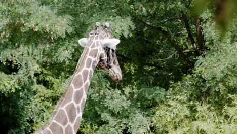 Gruppe-Von-Giraffen-Im-Zoo-Beim-Essen-1