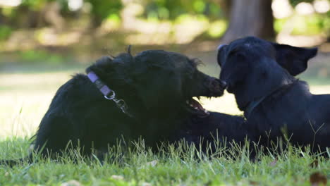 Close-up-shot-of-two-black-dogs-biting-and-playing-with-each-other-in-the-afternoon-sun