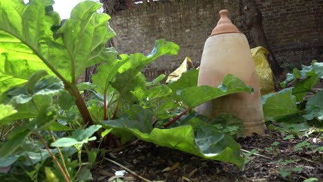 Rhubarb-and-Rhubarb-forcer-in-summer-on-a-bright-sunny-day