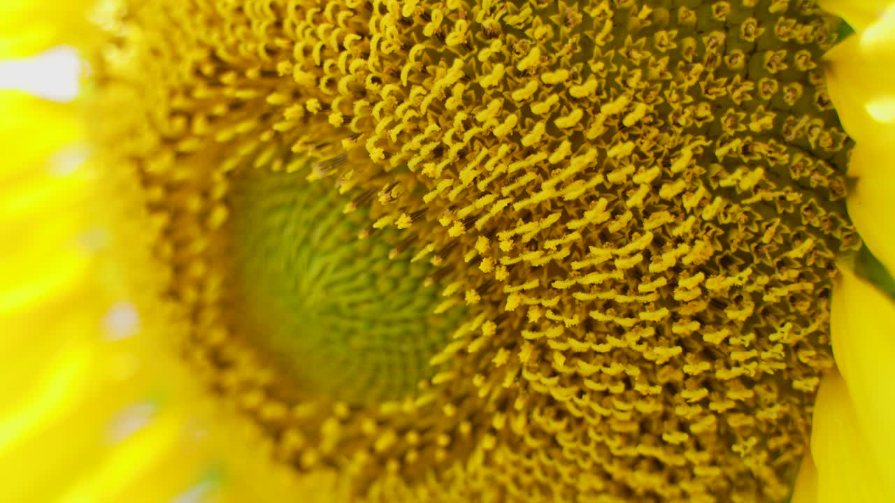 Primo piano di un girasole.