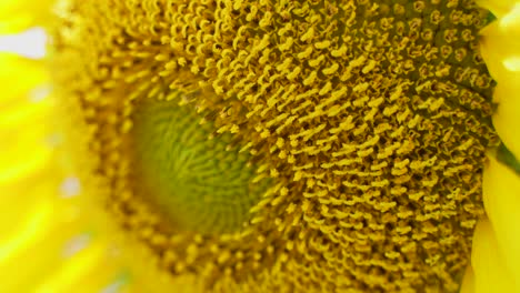 close up picture of sunflower