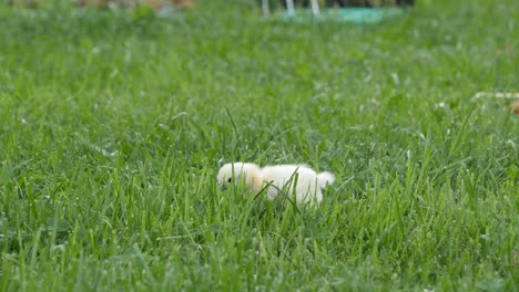 naughty adorable silkie chick playing