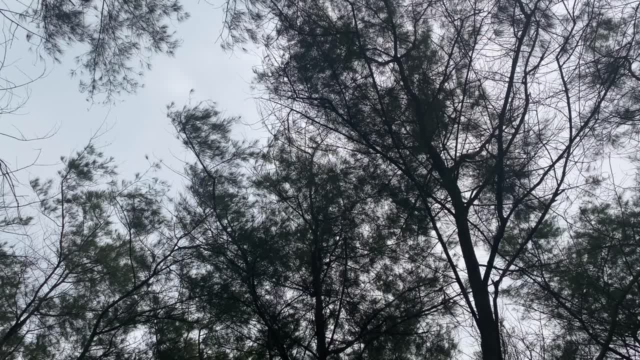 Looking Up On Canopy Of Trees In The Park Of  Yogyakarta, Indonesia. - low angle, orbit
