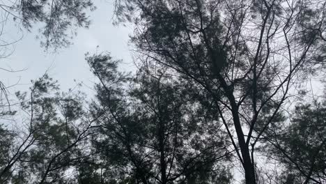 looking up on canopy of trees in the park of  yogyakarta, indonesia. - low angle, orbit